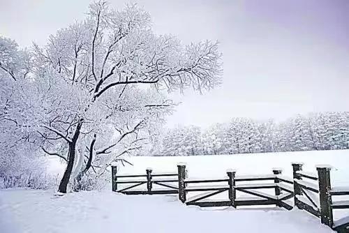 新品品鑒｜東方傲雪 以雪為墨，繪就一抹遺世獨(dú)(圖2)